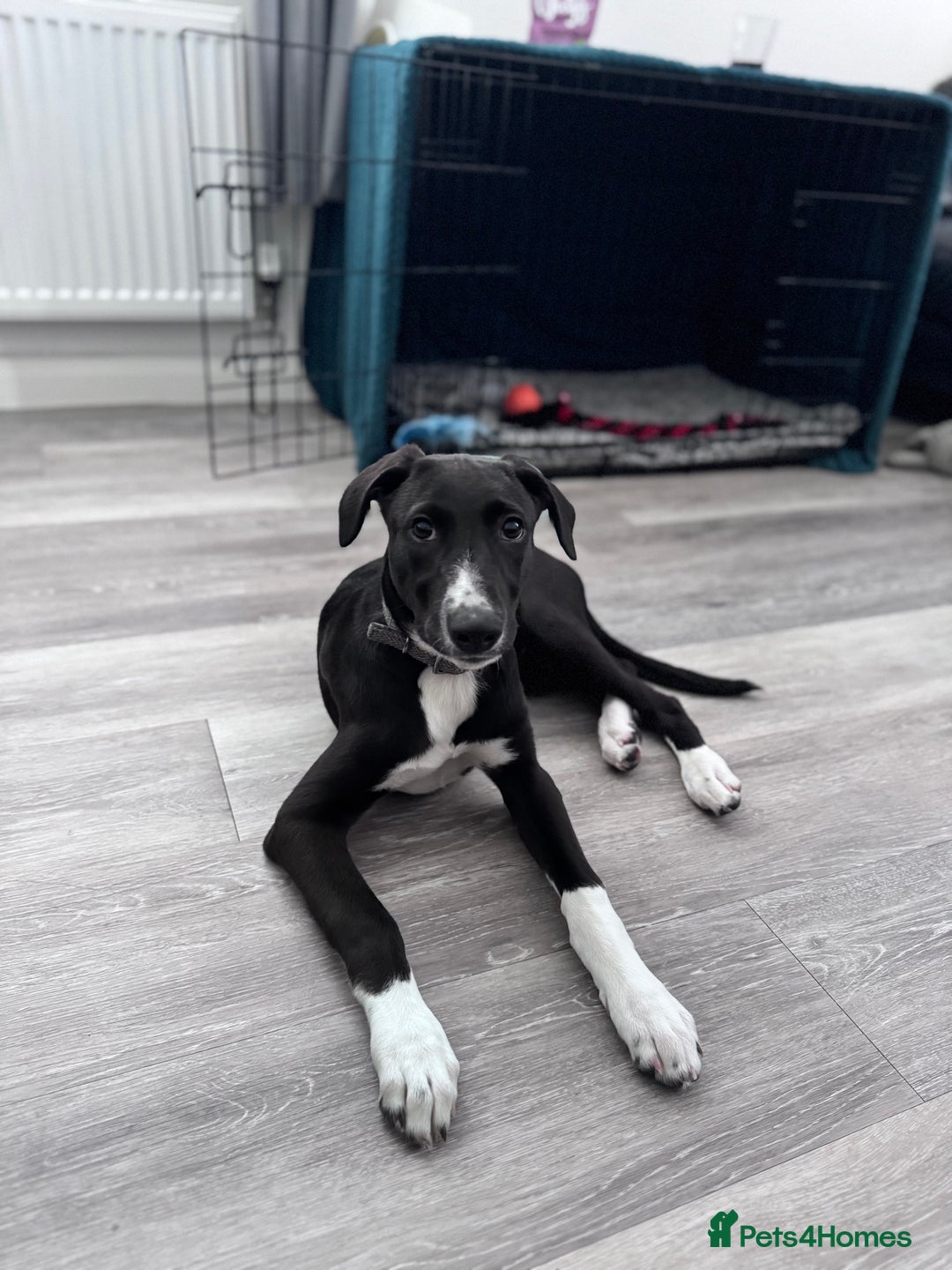 Mixed Breed dogs for sale: Maisy needs a forever home - Image 3