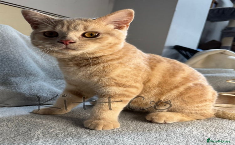 British Shorthair cats in Slough - Advert 2