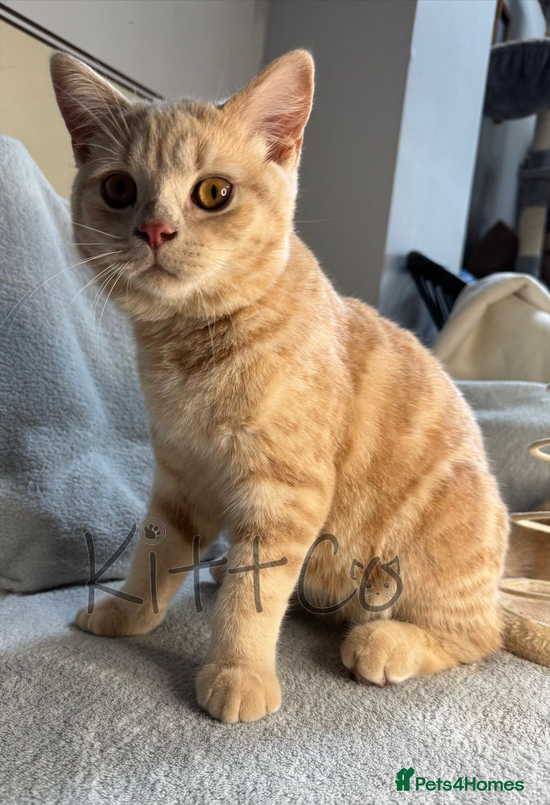 British Shorthair cats for sale: LAST 2 GCCF BSH Kittens – Ready NOW!! in Slough - Image 1