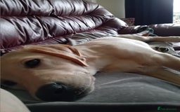 Labrador Retriever dogs for sale: very loving 9 month puppy labrador girl - Image 3