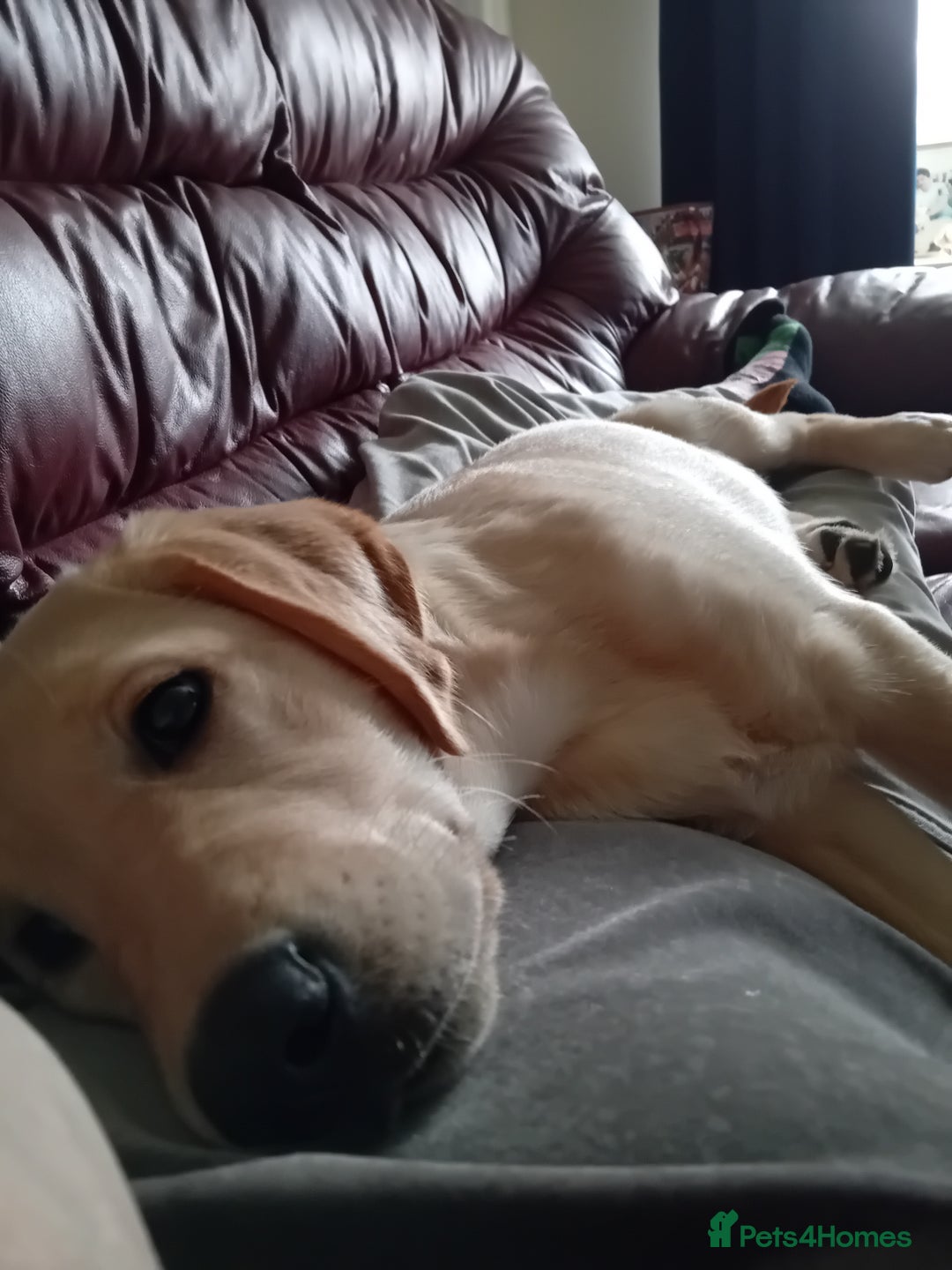 Labrador Retriever dogs for sale: very loving 9 month puppy labrador girl - Image 3