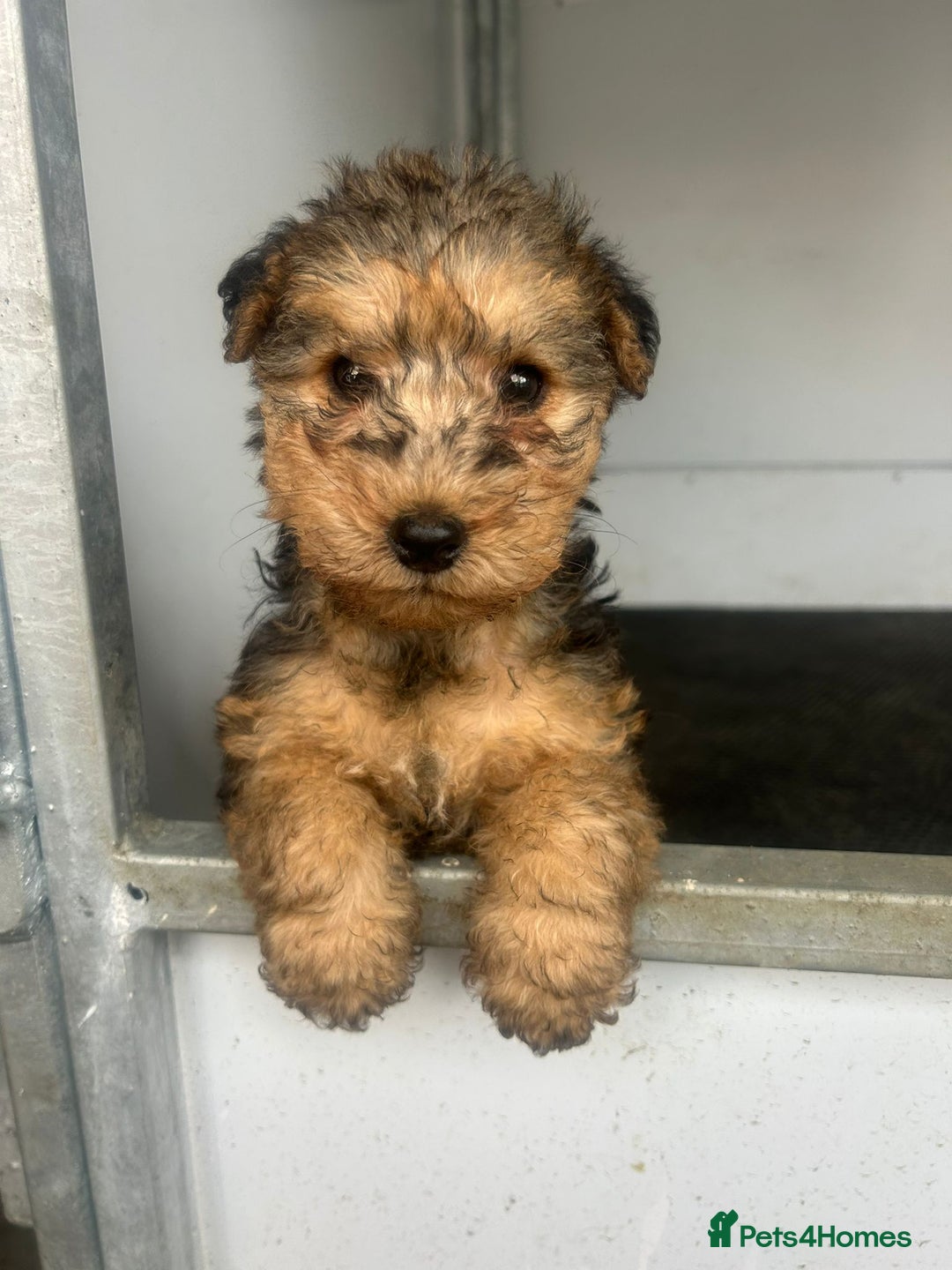 Lakeland Terrier dogs for sale: Lakeland terrier puppies - Image 19