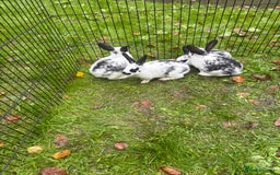 Rex rabbits for sale: Beautiful friendly babies - Image 11