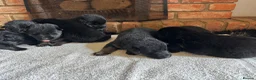 German Shepherd dogs for sale: Quality Litter of GSD Puppy’s @icepack - Advert 12