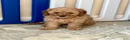 Cavapoo dogs for sale: Outstanding quality, F1b Cavapoo babies - Advert 6