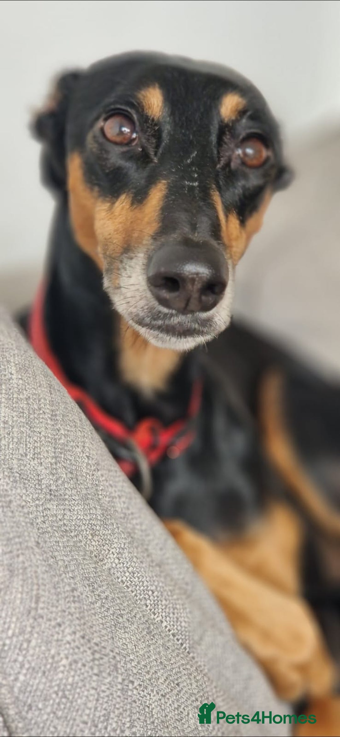 Saluki dogs for sale: Looking for a new home - Image 2