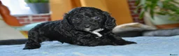 Cockapoo dogs for sale: Beautiful Cockapoo puppies for sale in Rugby - Advert 12