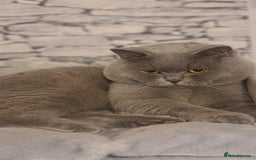 British Shorthair cats for stud: FOR MATING ONLY. Registered GCCF Quality Boy . in Mexborough - Image 1