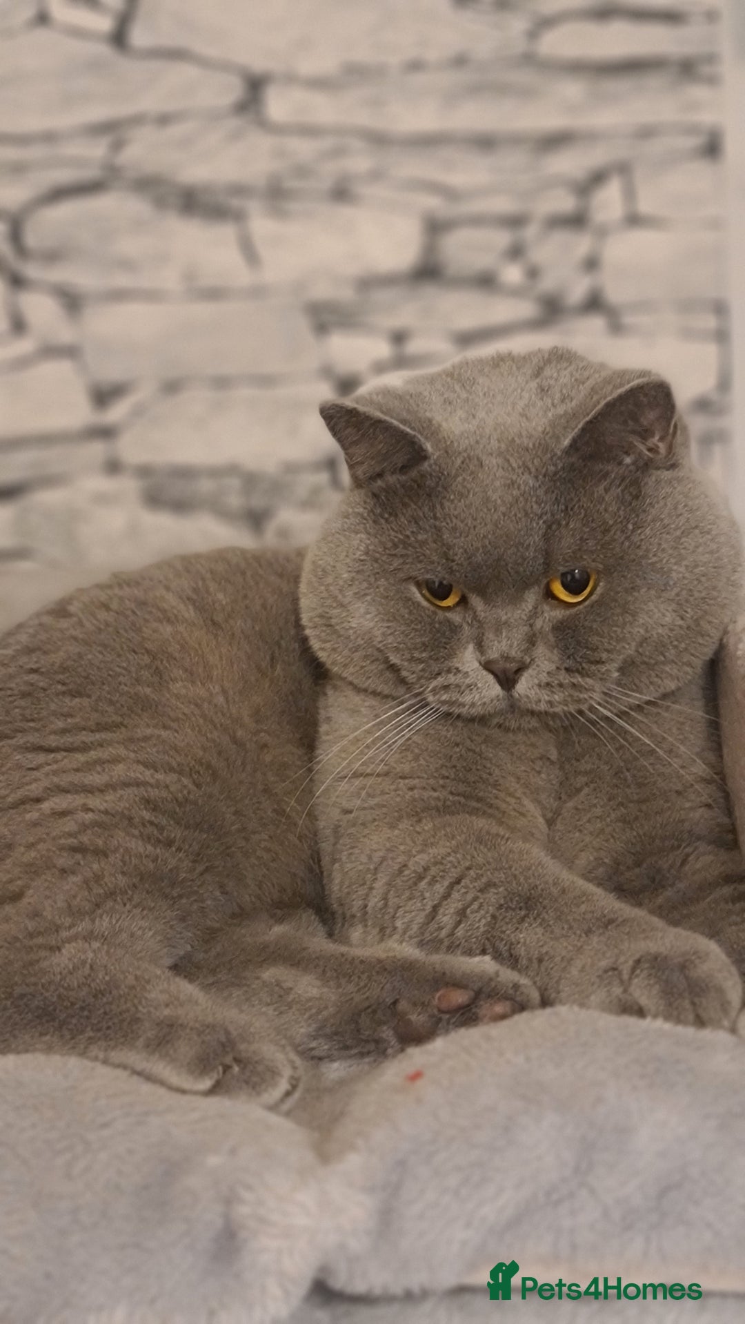 British Shorthair cats for stud: FOR MATING ONLY. Registered GCCF Quality Boy . in Mexborough - Image 1