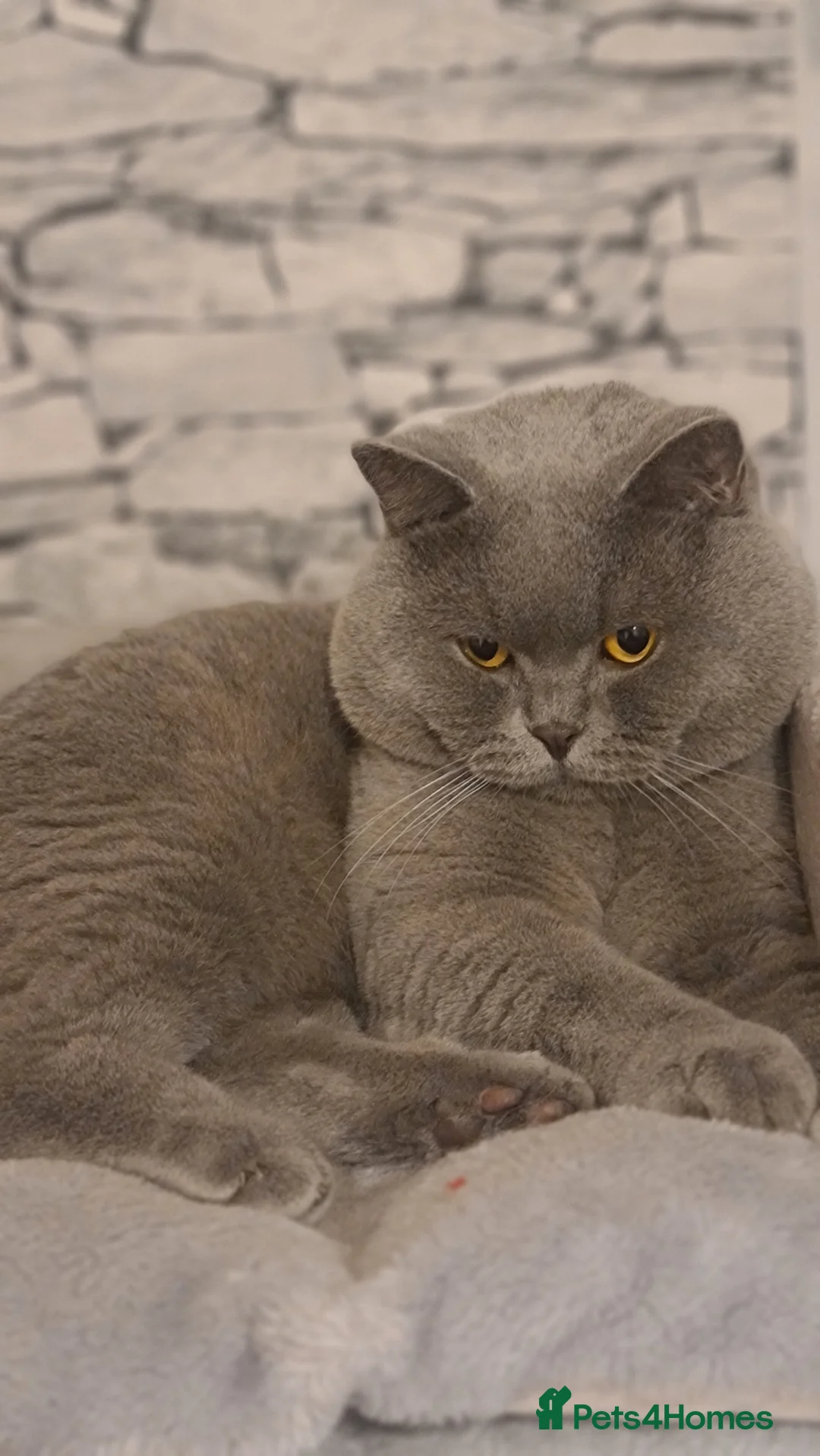 British Shorthair cats for stud: FOR MATING ONLY. Registered GCCF Quality Boy . in Mexborough - Advert 5