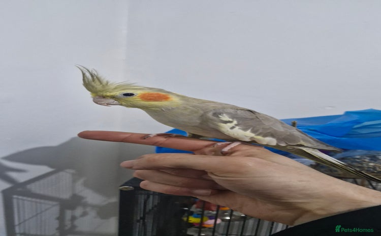 Cockatiels birds - Advert 2