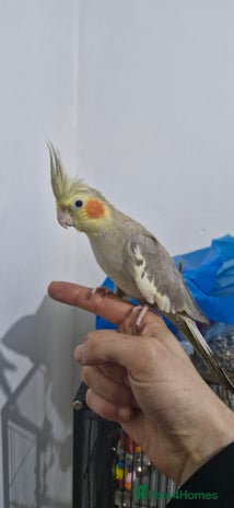Cockatiels birds - Advert 3