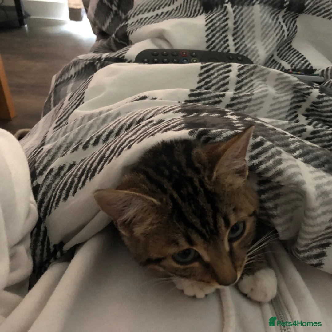 Mixed Breed cats for sale: Two cats one tuxedo and one tabby - Advert 2