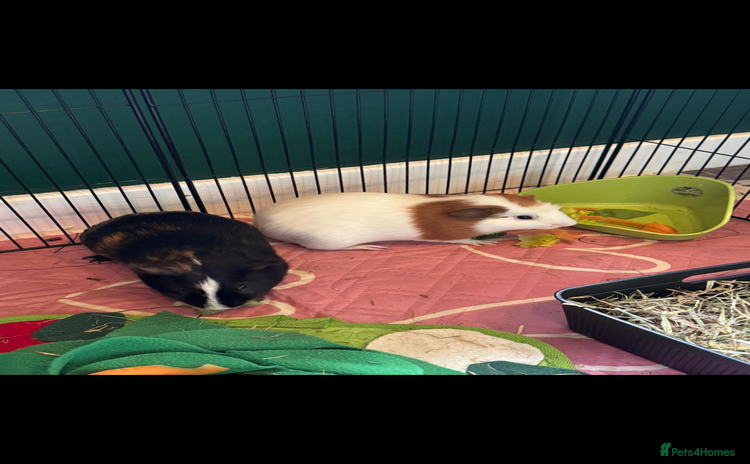 Guinea Pig rodents - Advert 33