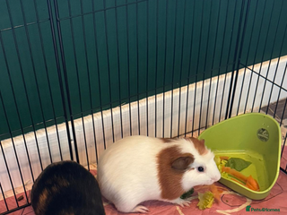 Guinea Pig rodents - Advert 1