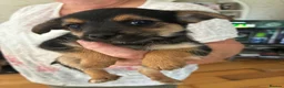 Mixed Breed dogs for sale: Yorkshire terrier cross Jack Russel puppies - Advert 4
