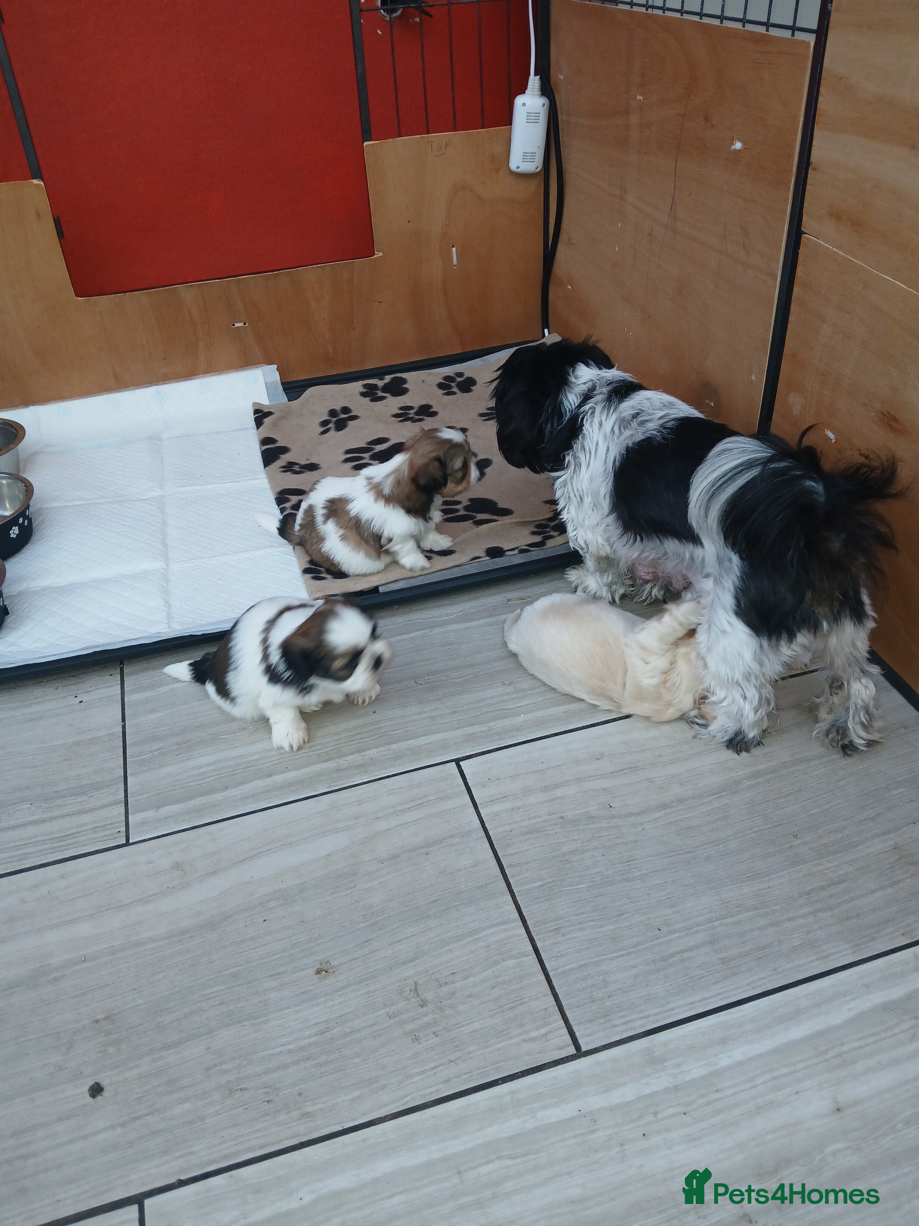 Shih Tzu dogs 4 Shih-tzu boy puppies for sale 1200/1300 - Advert 4