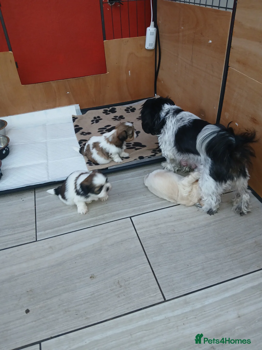 Shih Tzu dogs for sale: 4 Shih-tzu boy puppies for sale 1200/1300 - Advert 1