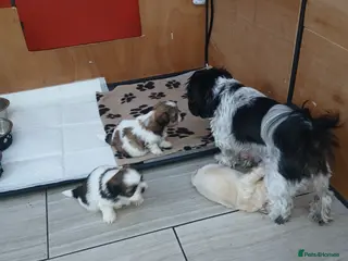 Shih Tzu dogs 4 Shih-tzu boy puppies for sale 1200/1300 - Advert 1