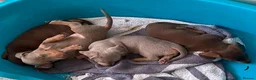 Miniature Dachshund dogs for sale: KC Reg Miniature Dachshund Puppies For Sale - Advert 15