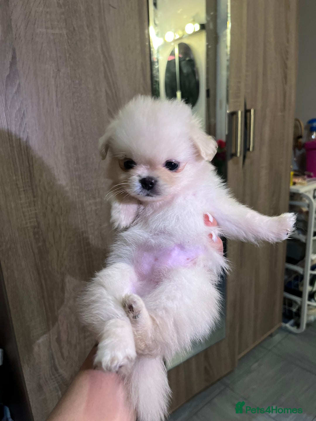 Mixed Breed dogs for sale: Adorable puppies for sale  - Image 4