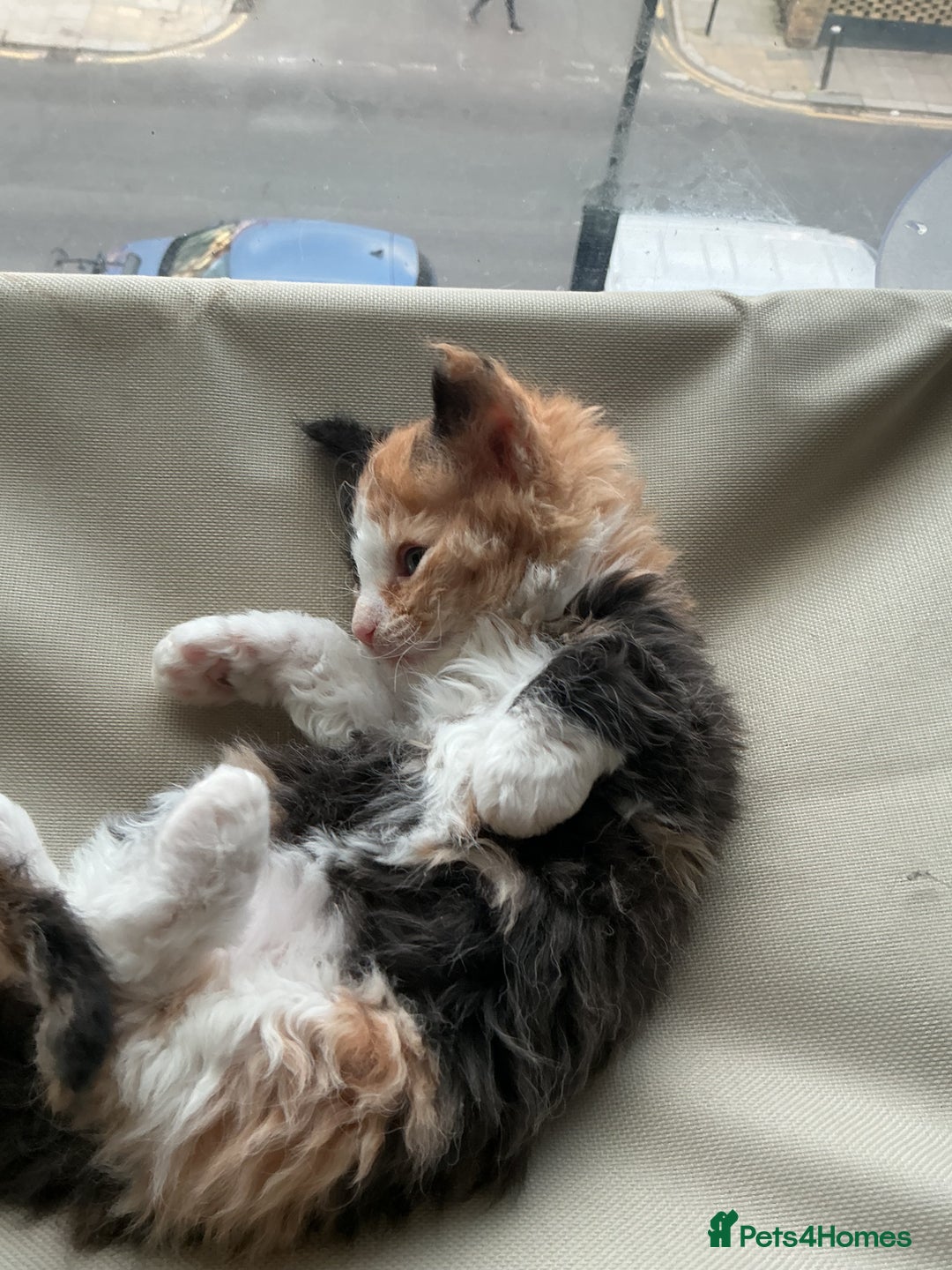 Domestic Shorthair cats for sale: Black-white-Ginger kitten - Advert 5