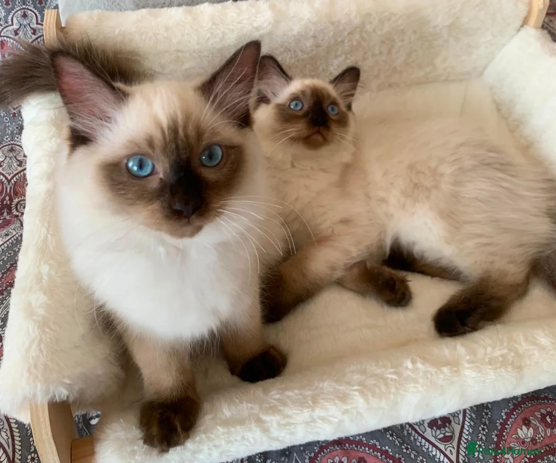 Ragdoll cats for sale: 🏆 GCCF CHAMP PEDIGREE RAGDOLL KITTENS  - Advert 2