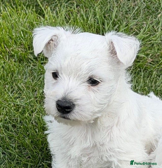 West Highland Terrier dogs Cute & Bouncy Westie Babes  - Advert 1