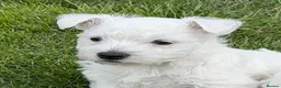 West Highland Terrier dogs for sale: Cute & Bouncy Westie Babes  - Advert 9