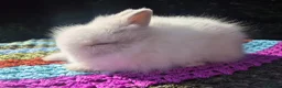 Angora rabbits for sale: 💓 STUNNING TEDDYDWERG BABIES- PARENTS IMPORTED 💙 - Advert 8