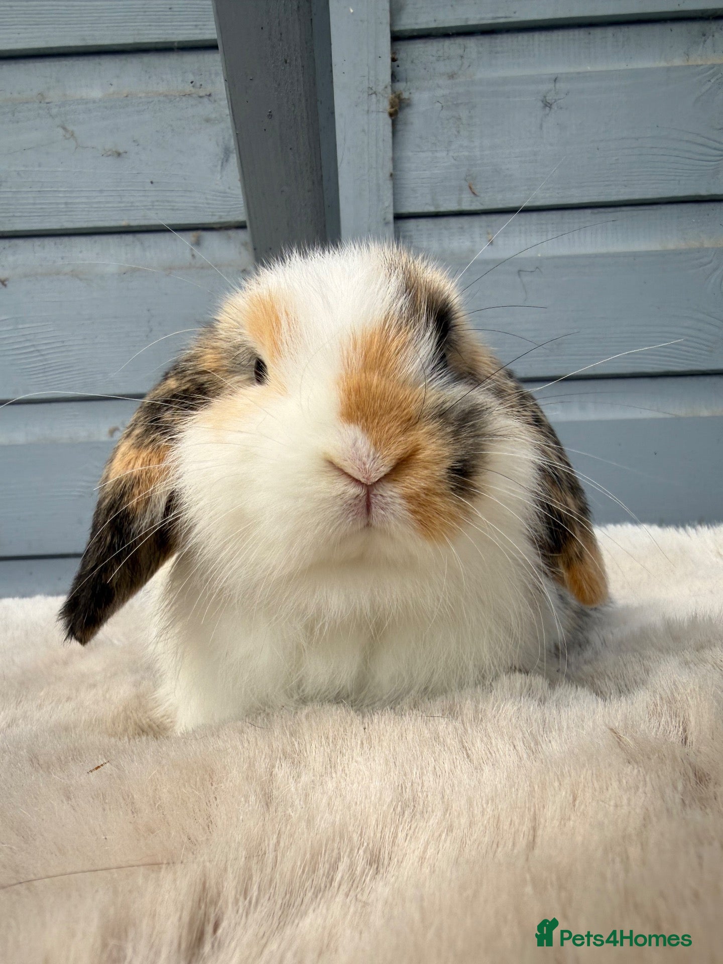 Mini Lop rabbits Stunning mini lop rabbits. - Advert 10