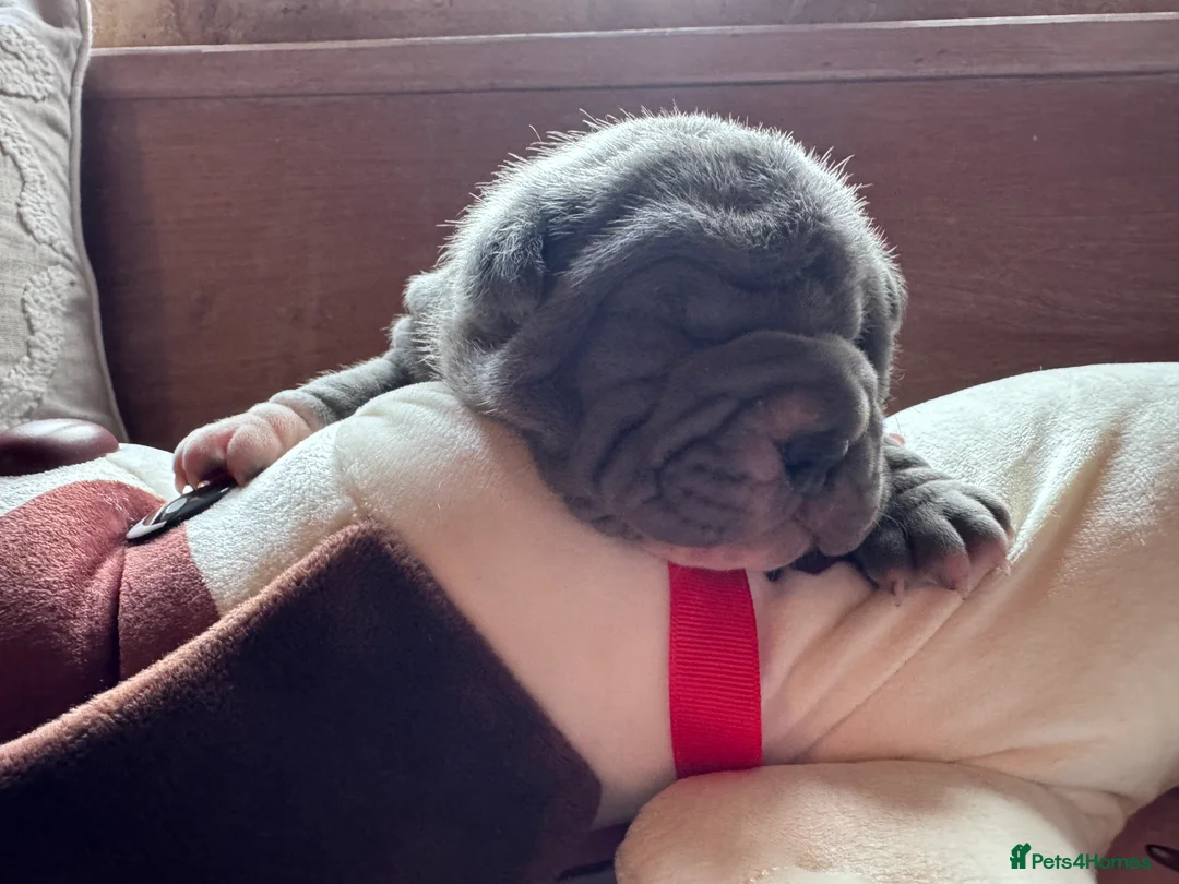 Shar Pei dogs for sale: Stunning Bullpei Puppies (Sharpei/English Bulldog) - Advert 8