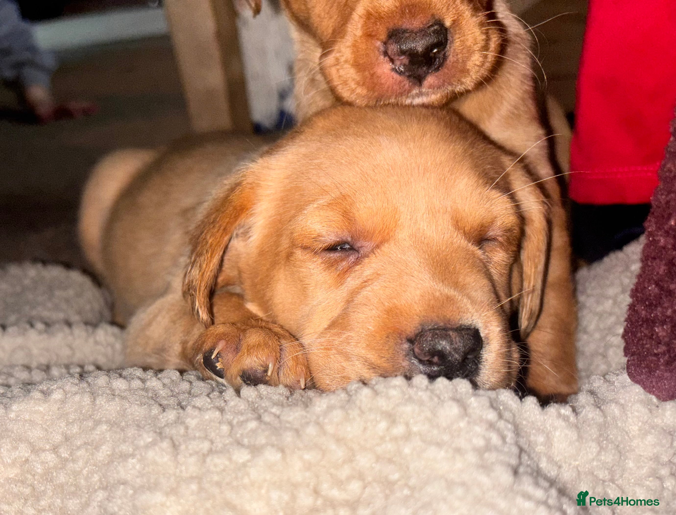 Labrador Retriever dogs Ready this weekend! Gorgeous KC reg yellow Lab F - Advert 2