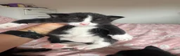 Mixed Breed cats for sale: Kittens for sale  in Bedford - Advert 12