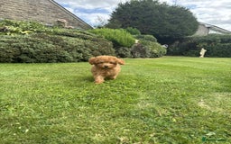Toy Poodle dogs for sale: Toy poodle puppies looking for their forever home  - Image 12