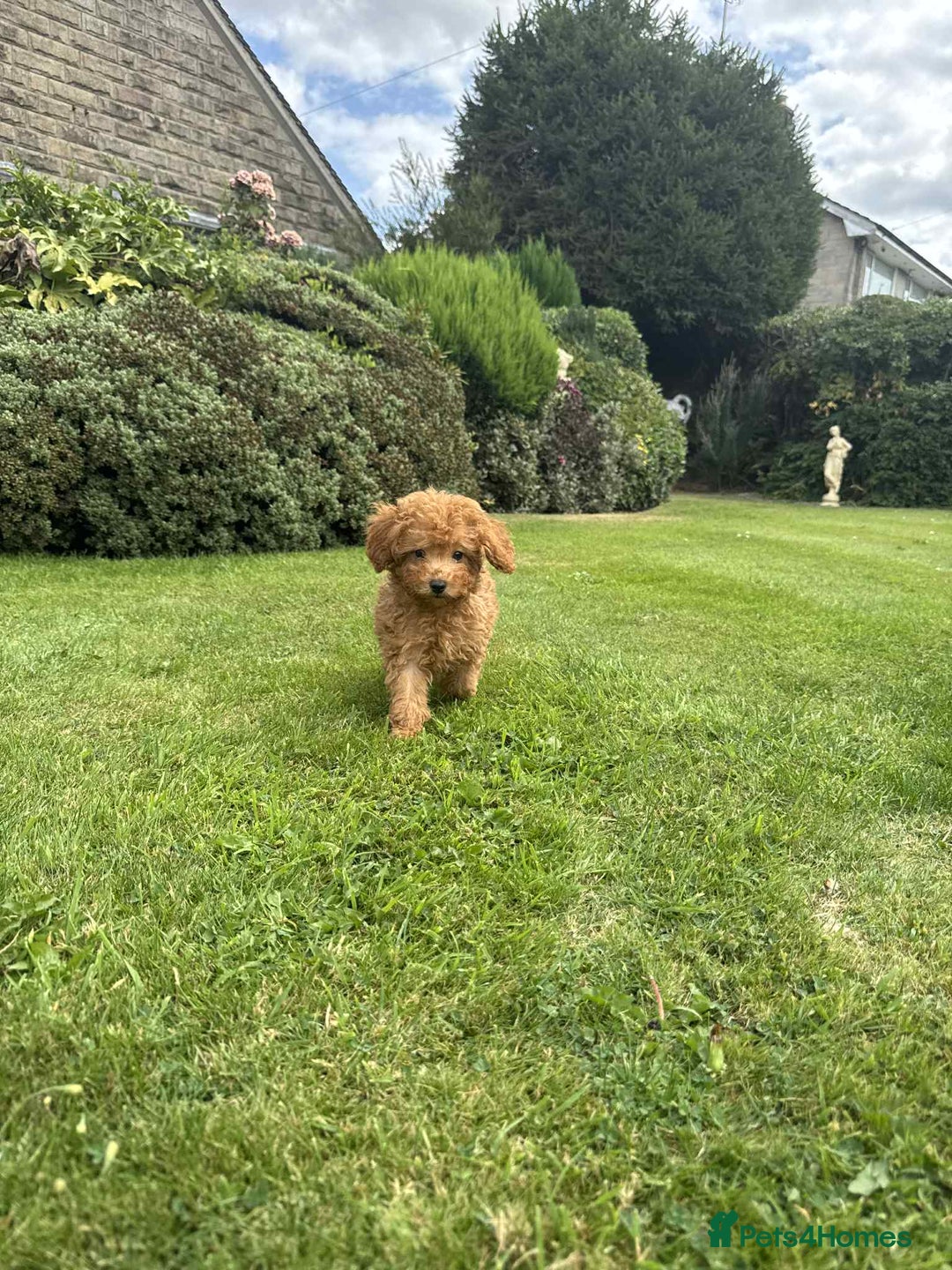 Toy Poodle dogs for sale: Toy poodle puppies looking for their forever home  - Image 12