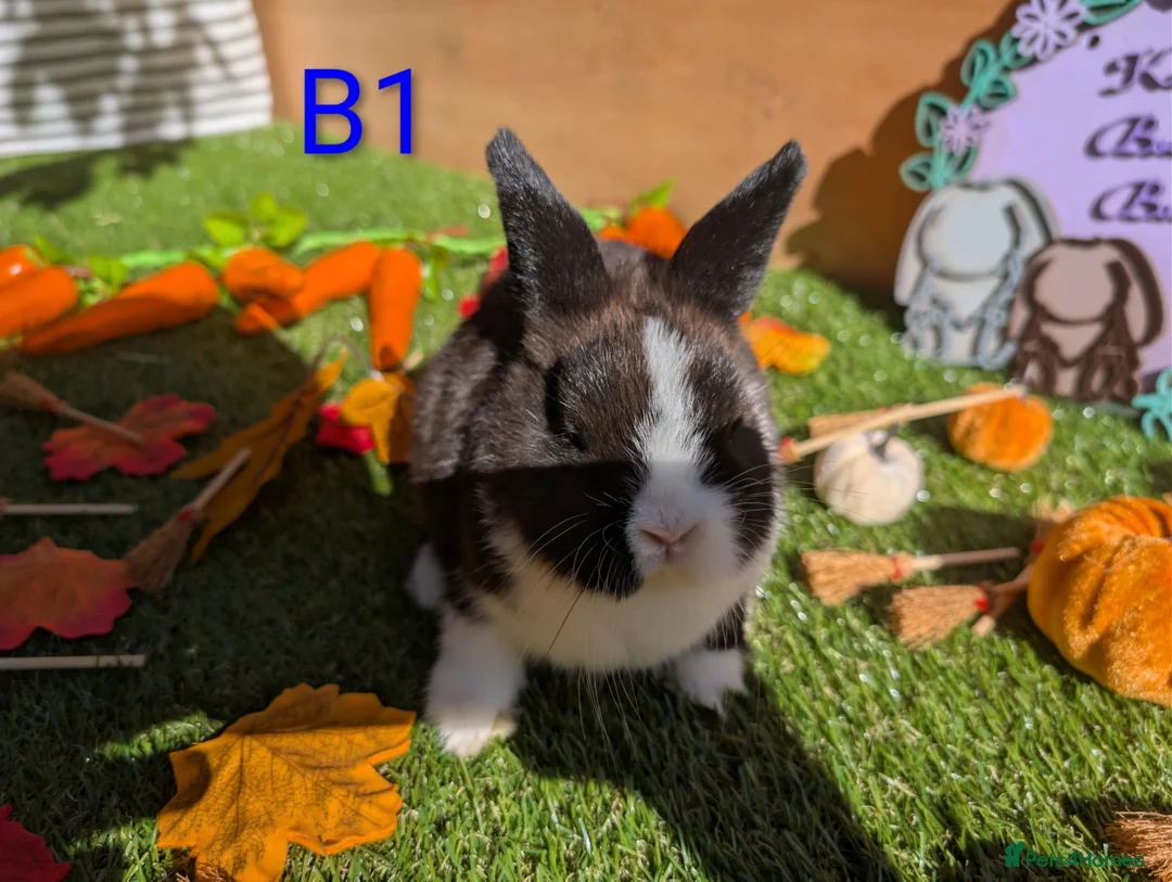 Netherland Dwarf rabbits for sale: Beautiful babies  - Advert 12