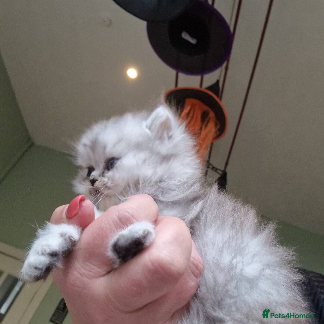 Persian cats for sale: Persian with Himalyan kitten  - Image 4