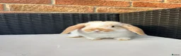 Mini Lop rabbits for sale: Pure bred mini lops  in Haverhill - Advert 3