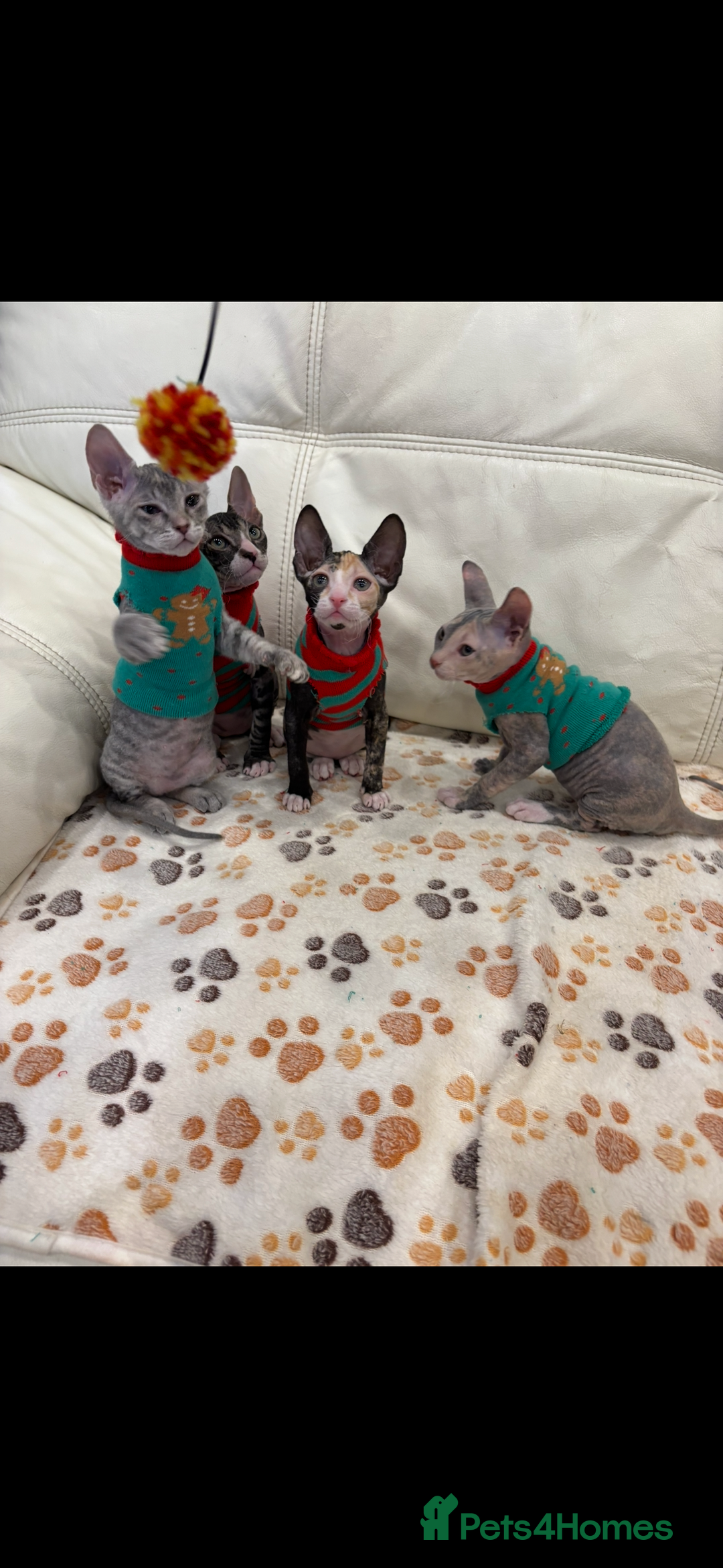 Sphynx cats for sale: Donskoy - Advert 10