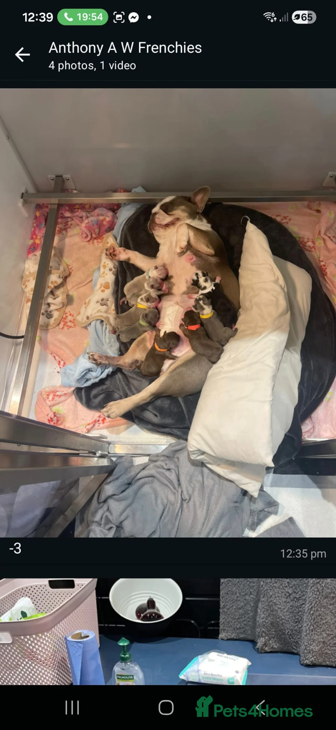 French Bulldog dogs for sale: French Bulldog Babies - Ready Now - Advert 16