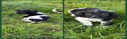 English Springer Spaniel dogs for sale: KC Registered English Springer Spaniel Pups - Advert 33