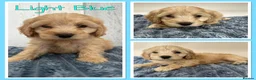 Mixed Breed dogs for sale:  🐾 READY NOW - Cavapoochon Puppies 🐾 - Advert 33