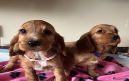 Cocker Spaniel dogs for sale: Golden show type cocker spaniel puppies  - Image 5