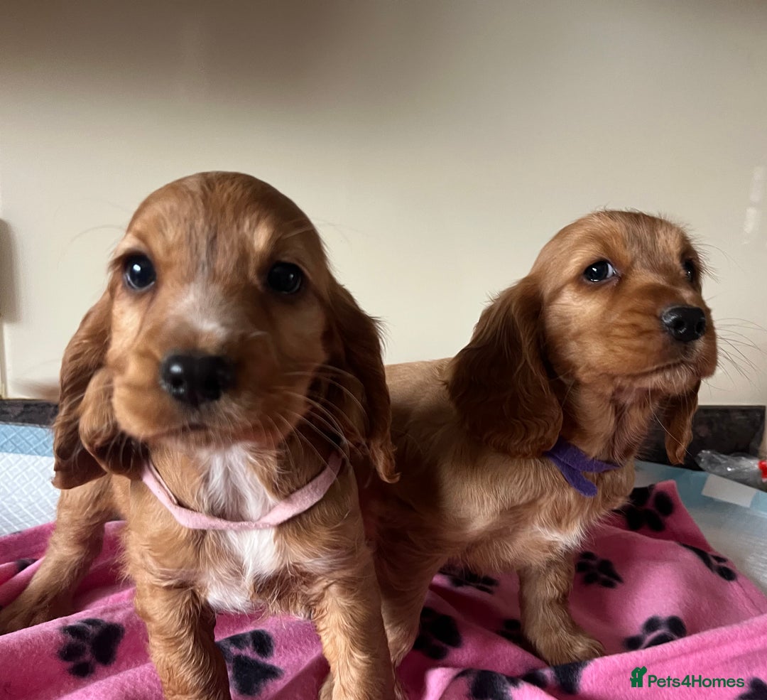 Cocker Spaniel dogs for sale: Golden show type cocker spaniel puppies  - Image 5