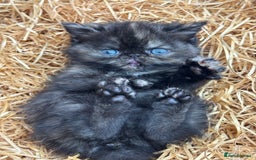 Exotic cats for sale: FEMALE SMOKE TORTOISESHELL EXOTIC KITTEN ( RARE) - Image 7
