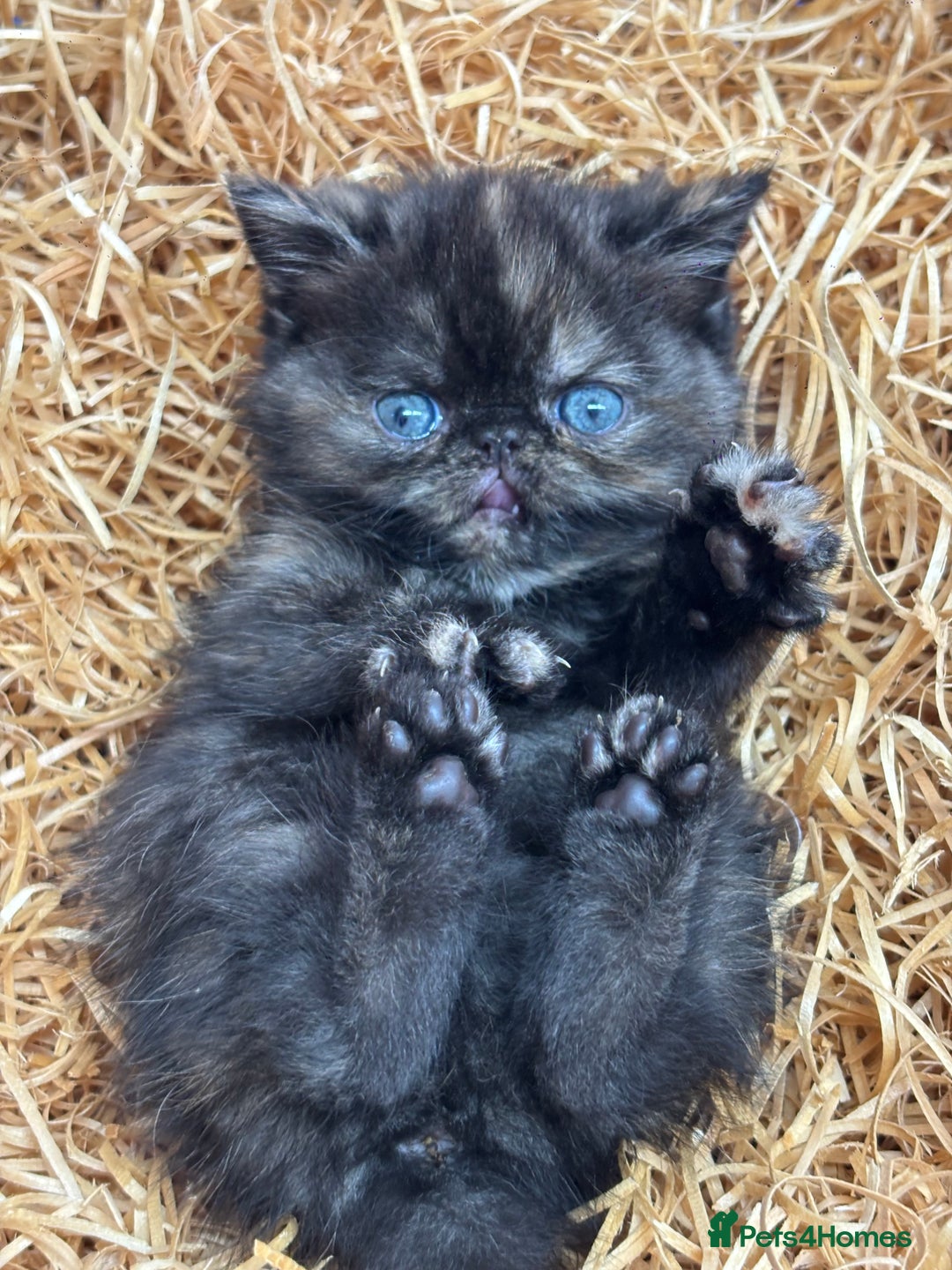 Exotic cats for sale: FEMALE SMOKE TORTOISESHELL EXOTIC KITTEN ( RARE) - Image 7