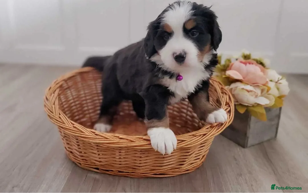 Bernese Mountain Dog dogs for sale: Bernese Mountain Dog Puppies in Leeds - Advert 1
