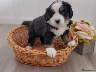 Bernese Mountain Dog dogs Bernese Mountain Dog Puppies - Advert 1
