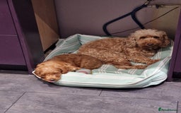 Cockapoo dogs for sale: 1 BOY LEFT! cockapoo F1b, PRA tested - Image 2